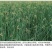 水生挺水花卉水葱植物苗葱蒲莞草湿地公园园林工程绿化