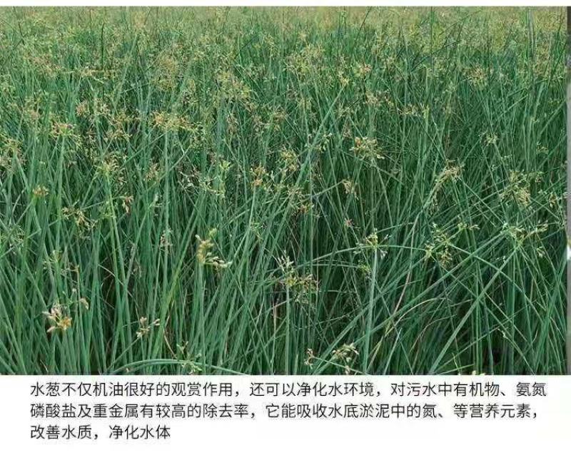 水生挺水花卉水葱植物苗葱蒲莞草湿地公园园林工程绿化