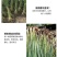 水生挺水花卉水葱植物苗葱蒲莞草湿地公园园林工程绿化