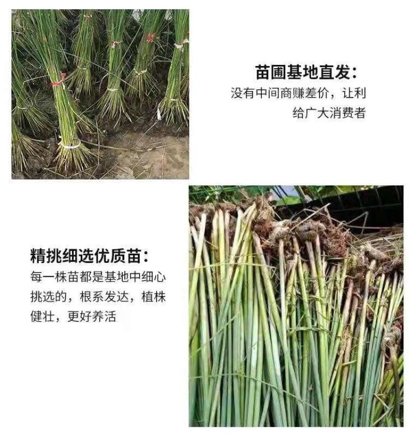 水生挺水花卉水葱植物苗葱蒲莞草湿地公园园林工程绿化