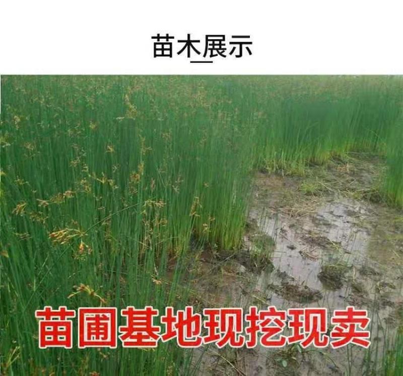 水生挺水花卉水葱植物苗葱蒲莞草湿地公园园林工程绿化