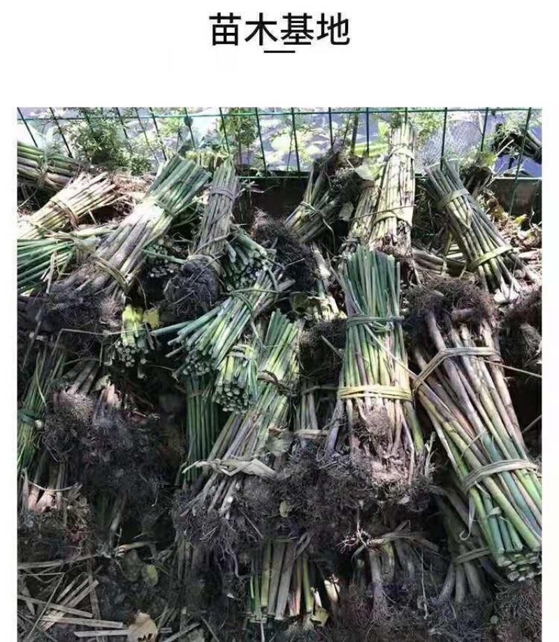 水生挺水花卉水葱植物苗葱蒲莞草湿地公园园林工程绿化
