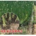 水生挺水花卉水葱植物苗葱蒲莞草湿地公园园林工程绿化