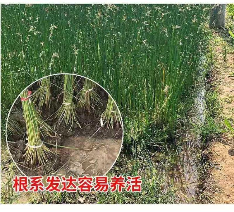 水生挺水花卉水葱植物苗葱蒲莞草湿地公园园林工程绿化