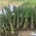 水生挺水花卉水葱植物苗葱蒲莞草湿地公园园林工程绿化