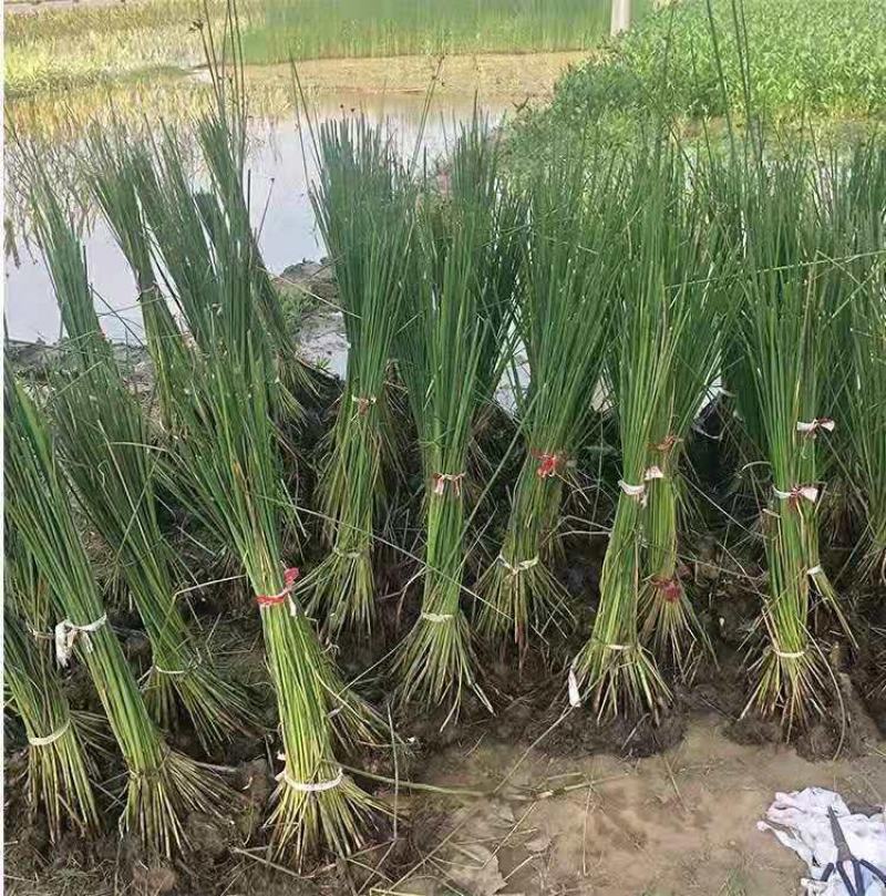 水生挺水花卉水葱植物苗葱蒲莞草湿地公园园林工程绿化