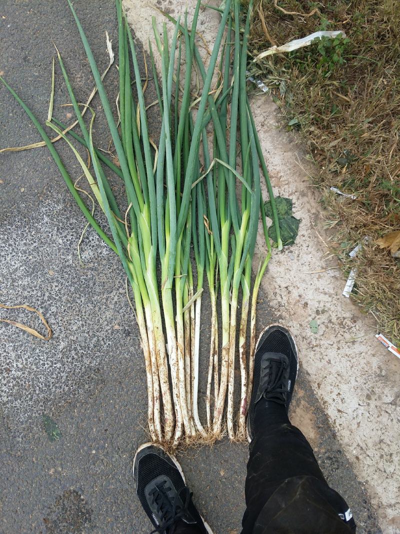 长白大葱，洋葱，白菜，洋白菜