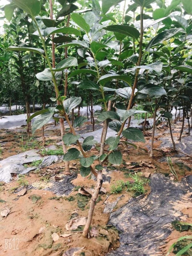无核脆甜柿子树苗黑柿子苗包成活技术指导