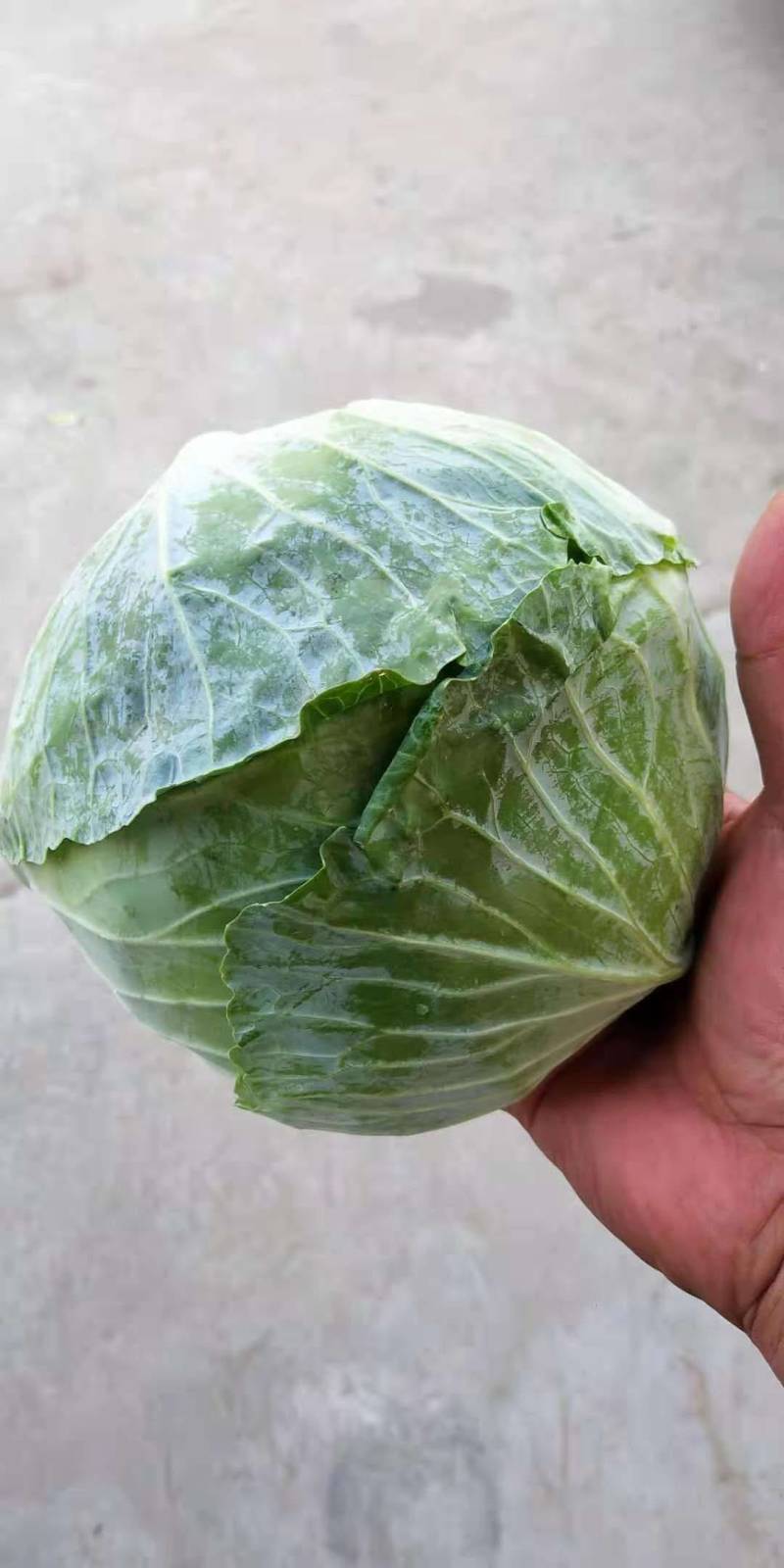 【甘蓝】湖北扁包菜原产地直发可视频看货量大从优
