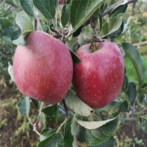 冰糖心苹果苗基地直销包成活技术南北方种植放心苗