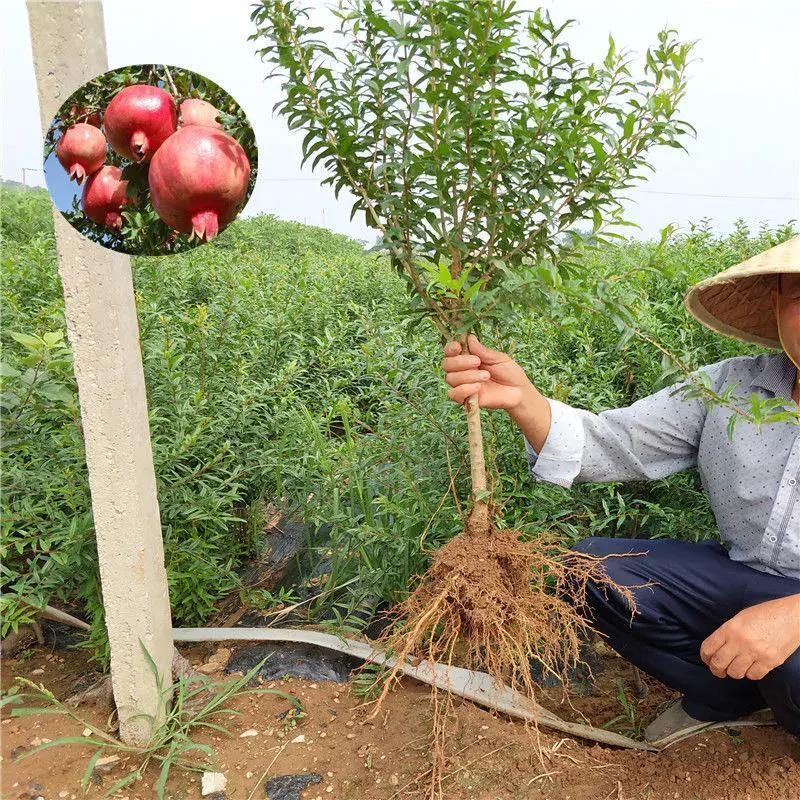 正宗突尼斯软籽石榴苗黑籽石榴苗保证纯度包成活技术指导