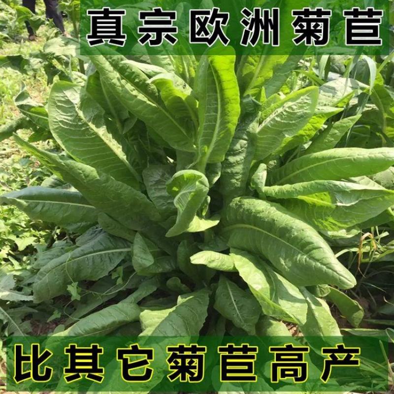 菊苣种籽养殖大叶多年生四季牧草种子鱼羊牛兔鸡鸭鹅猪草种孑