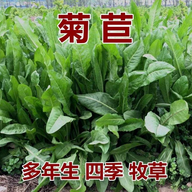 菊苣种籽养殖大叶多年生四季牧草种子鱼羊牛兔鸡鸭鹅猪草种孑