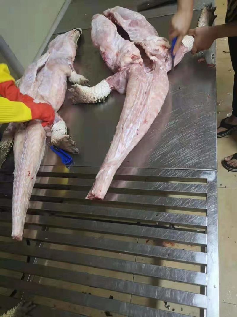 新鲜鳄鱼肉鳄鱼尾鳄鱼掌