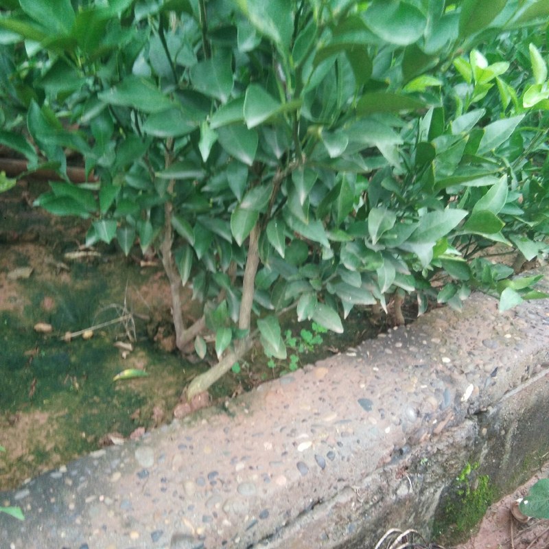 樱桃树苗2年~80cm