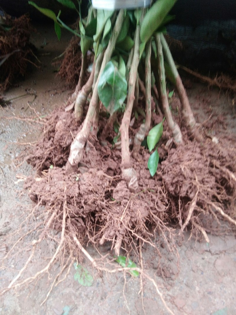樱桃树苗2年~80cm