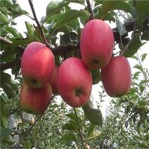 鲁丽苹果苗基地直销包成活技术南北方种植放心苗