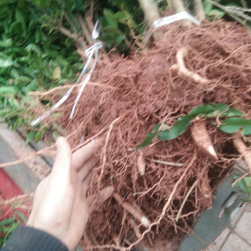 红橘苗(柑桔苗)直播苗，移植苗