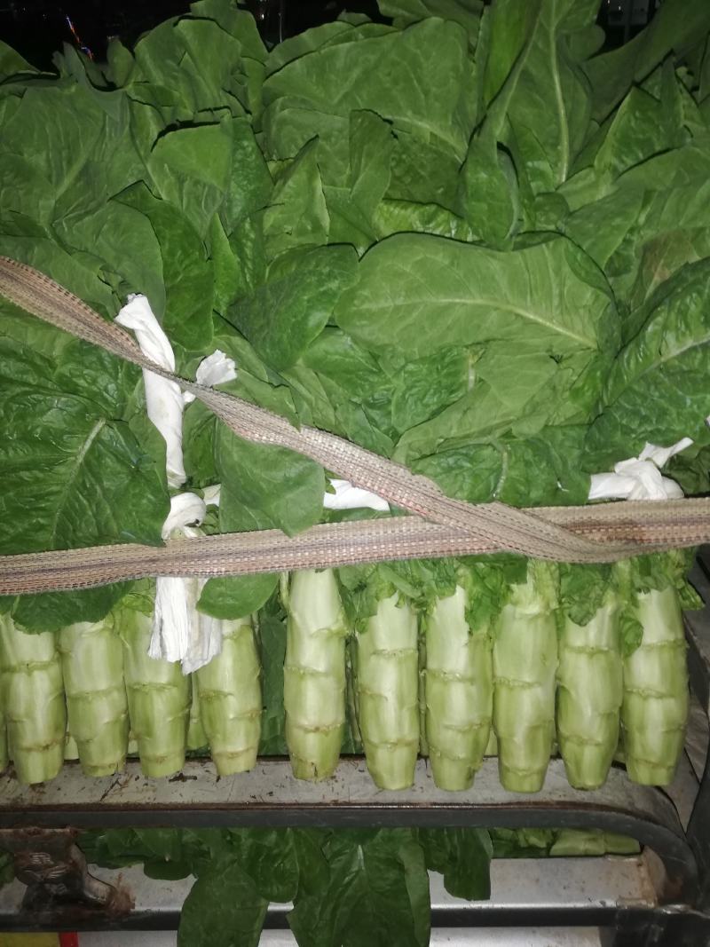 兰陵县同兴蔬菜市场，三青莴笋大量上市中，