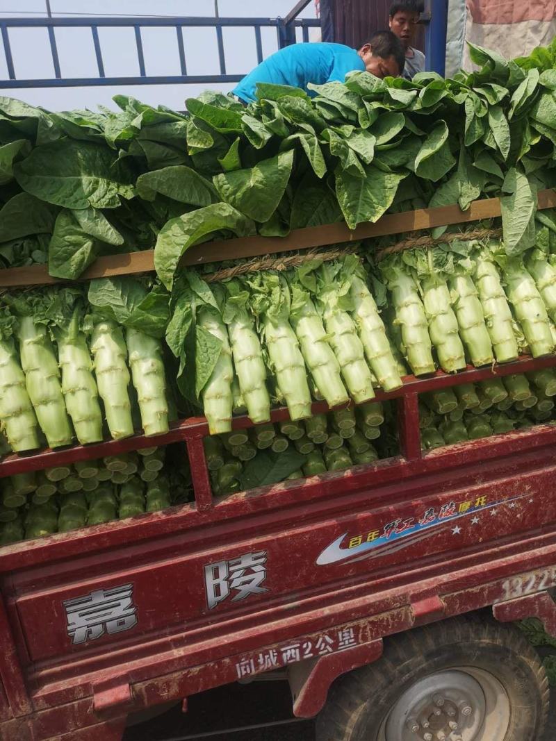 兰陵县同兴蔬菜市场，三青莴笋大量上市中，