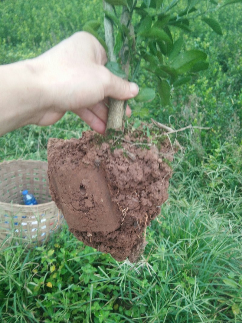 大五星枇杷苗嫁接苗，基地直发30~50cm，
