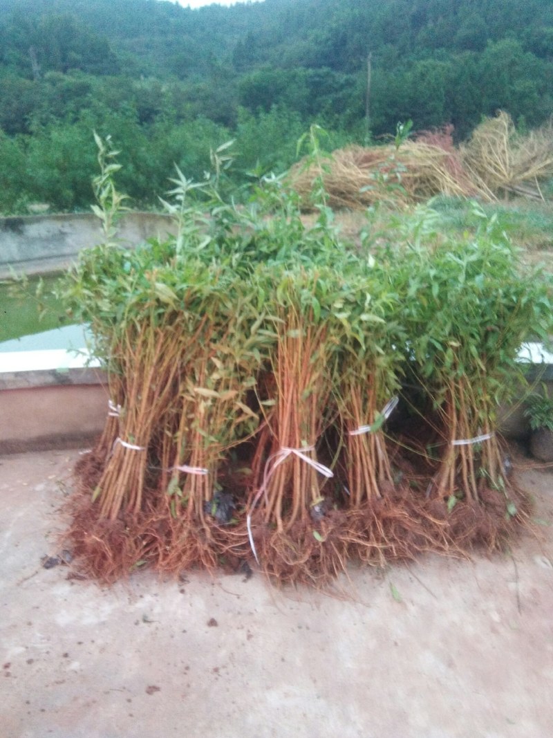 大五星枇杷苗嫁接苗，基地直发30~50cm，