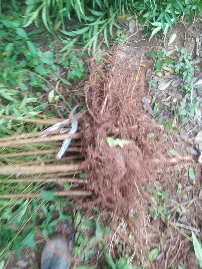 大五星枇杷苗嫁接苗，基地直发30~50cm，