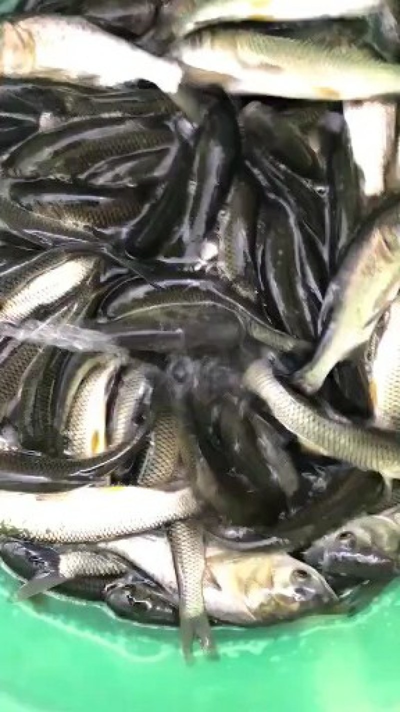 草鱼苗规格齐全抗病毒长势快基地直销送货上门