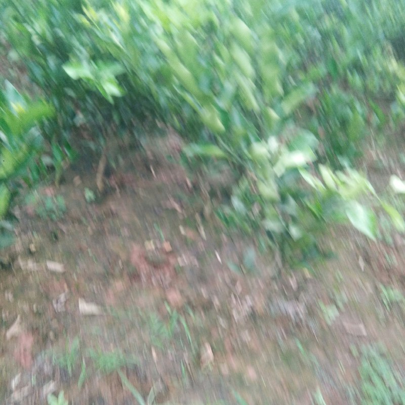 沃柑苗30~50cm