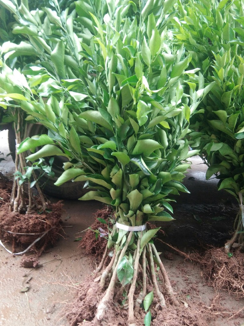沃柑苗30~50cm