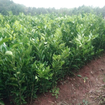 红桔苗红橘苗0.6至1.5移植苗
