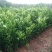 红桔苗红橘苗0.6至1.5移植苗