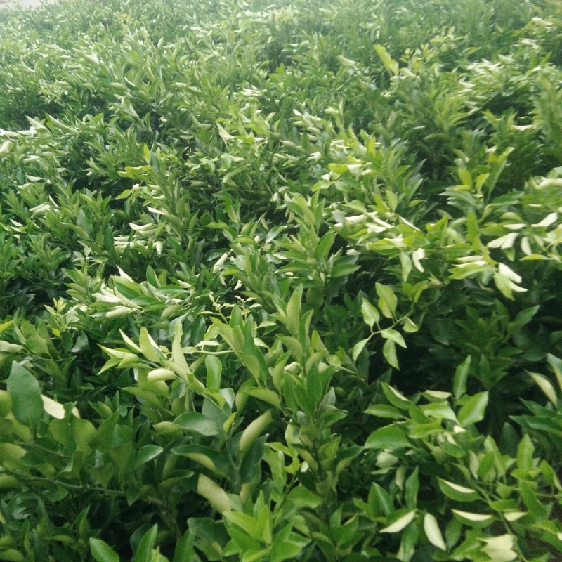 红桔苗红橘苗0.6至1.5移植苗
