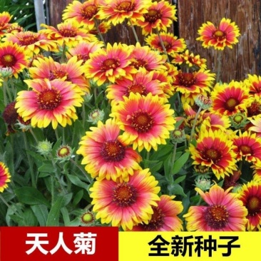 天人菊种子四季播阳台庭院盆栽花卉种籽多年生宿根耐寒容
