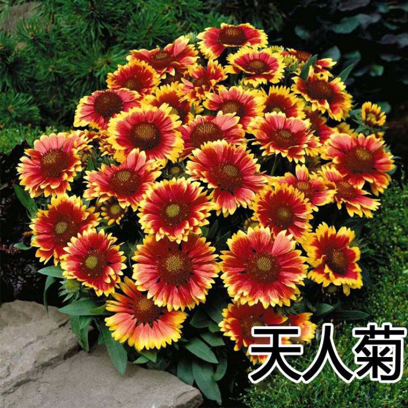 天人菊种子四季播阳台庭院盆栽花卉种籽多年生宿根耐寒容