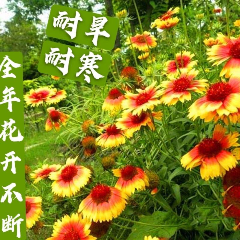 天人菊种子四季播阳台庭院盆栽花卉种籽多年生宿根耐寒容