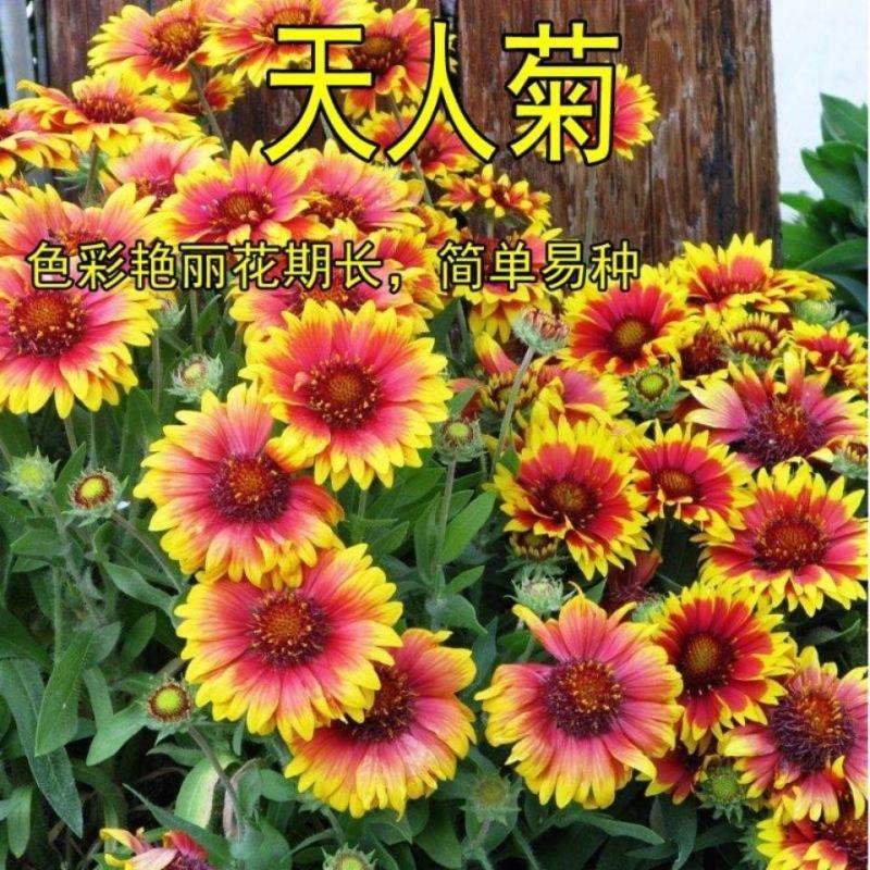 天人菊种子四季播阳台庭院盆栽花卉种籽多年生宿根耐寒容