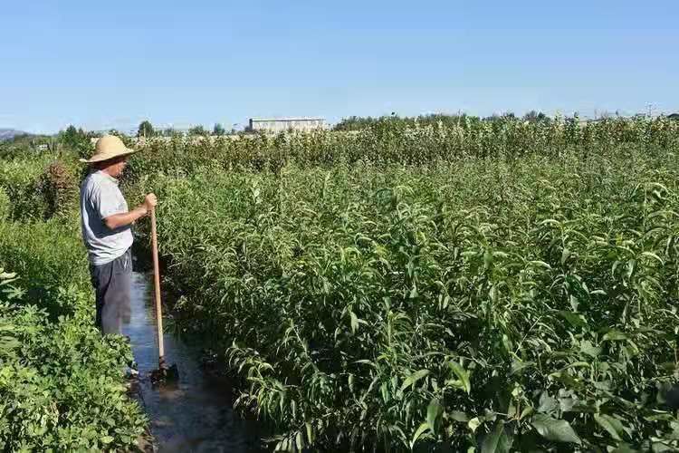 果园中的桃树嫁接场景