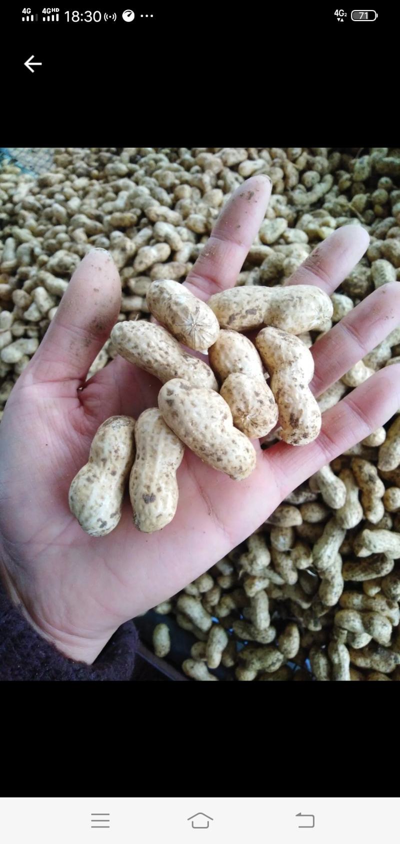 江苏海花花生大量有货