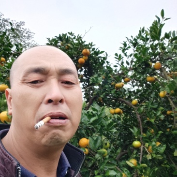 东江湖蜜桔现在大跌价