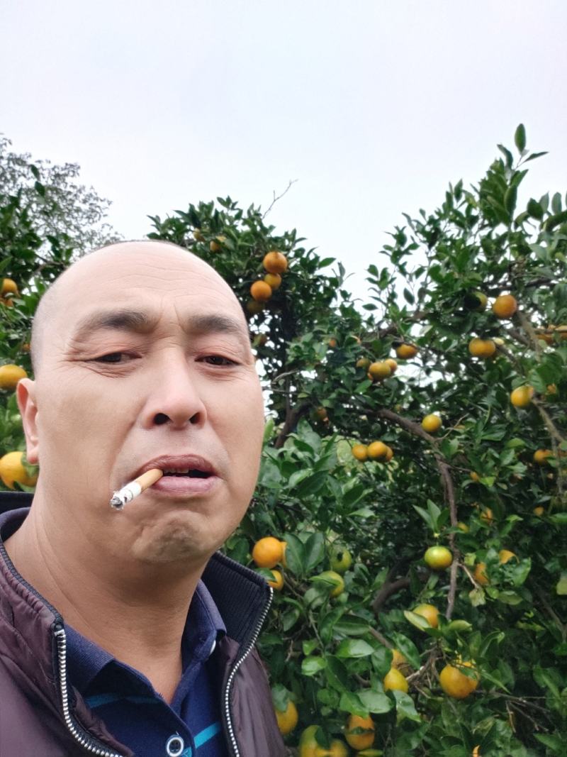 东江湖蜜桔现在大跌价