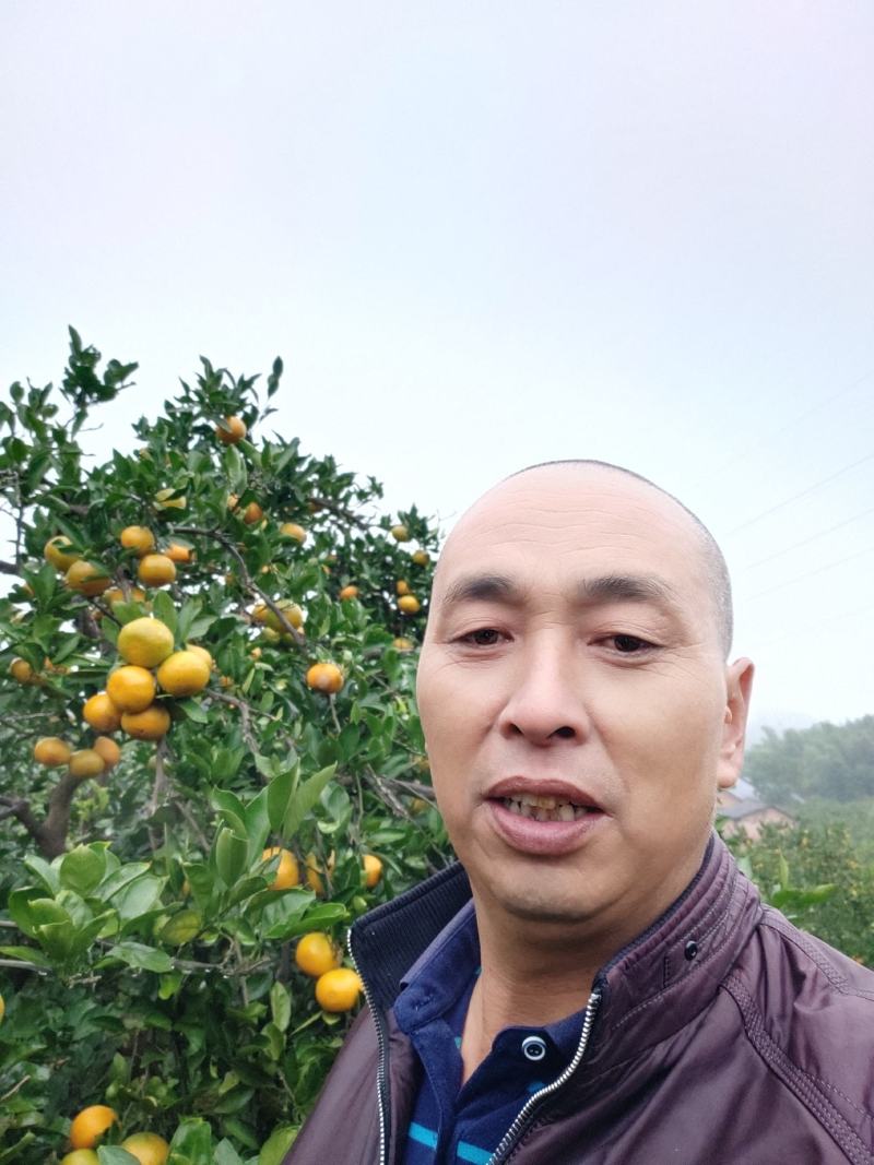 东江湖蜜桔现在大跌价