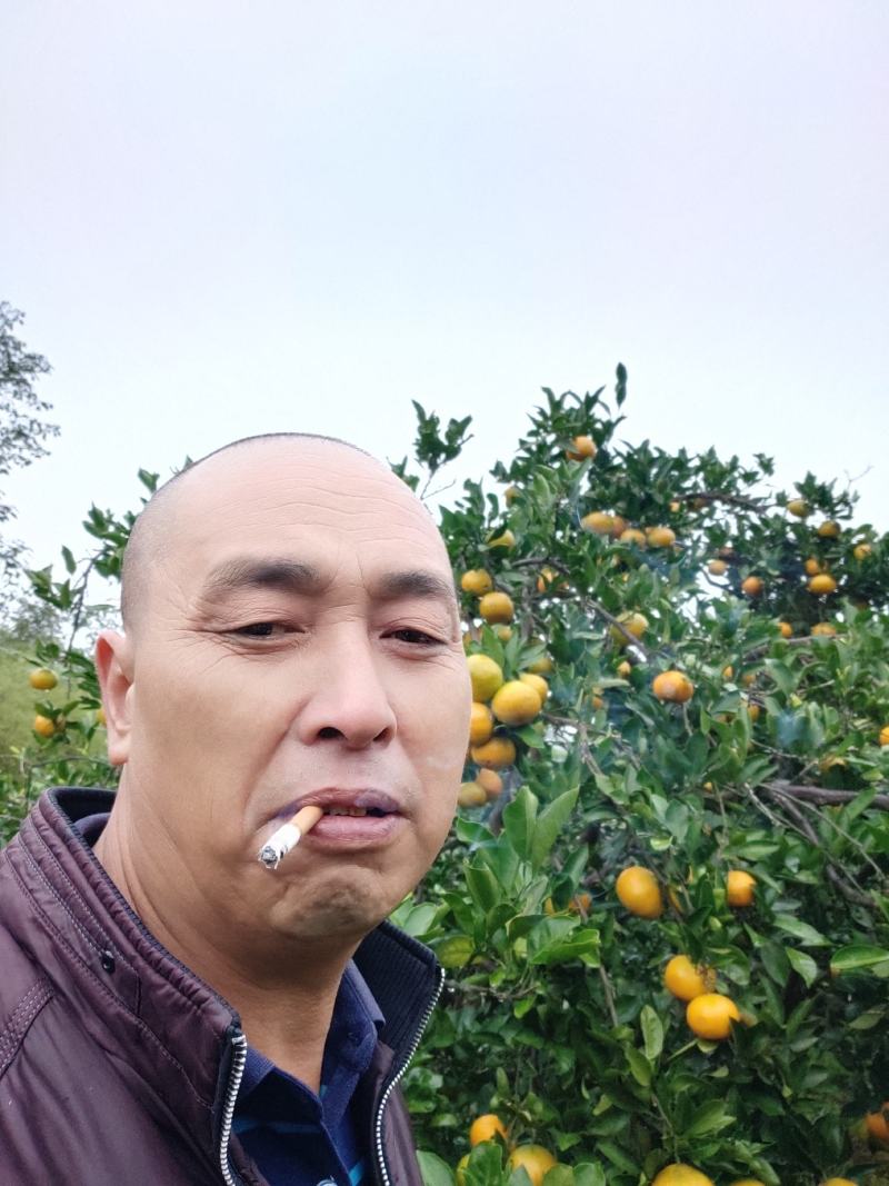 东江湖蜜桔现在大跌价