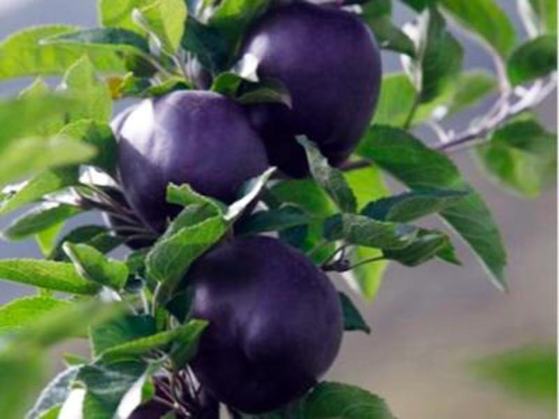 黑钻苹果苗基地直销包成活技术南北方种植放心苗