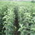 黑钻苹果苗基地直销包成活技术南北方种植放心苗