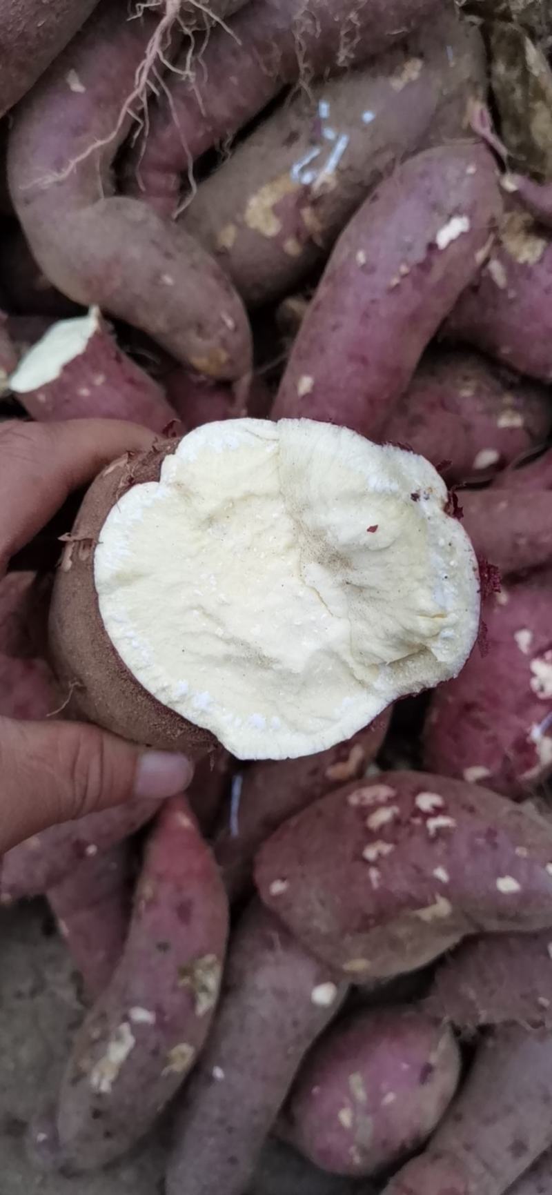 山东济宁泗水大量出售高淀粉型红薯济薯25