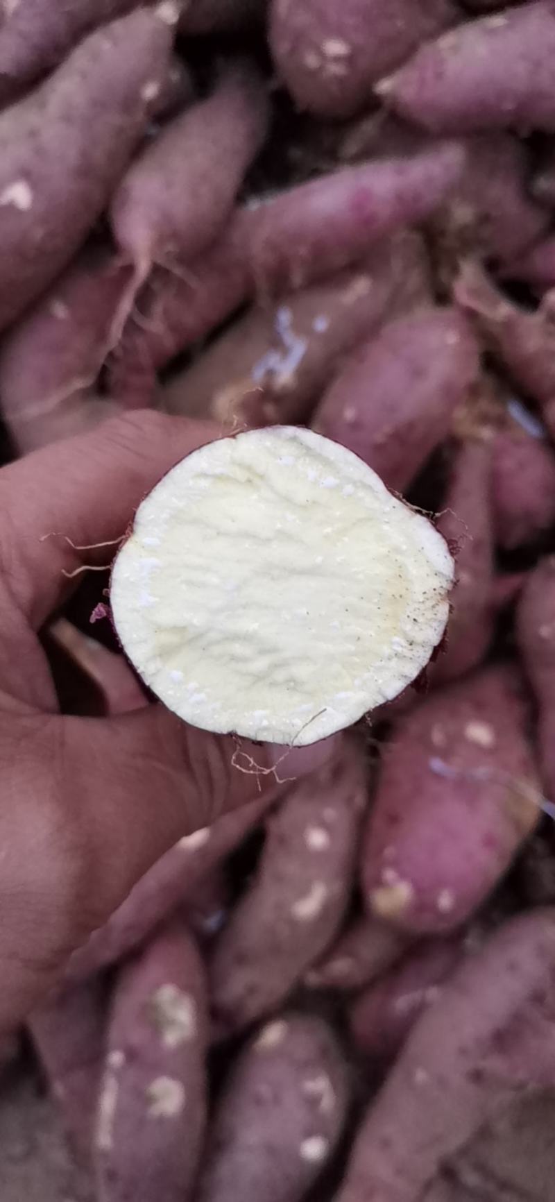 山东济宁泗水大量出售高淀粉型红薯济薯25