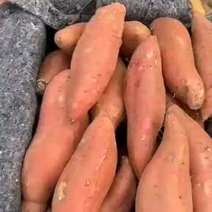 山东烟薯济薯西瓜红供应货源充足质量保证代办一切手续