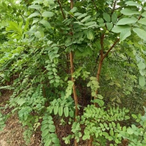 【刺槐苗，也叫槐树，开白色花穗，十分芬香生态园绿色必选。