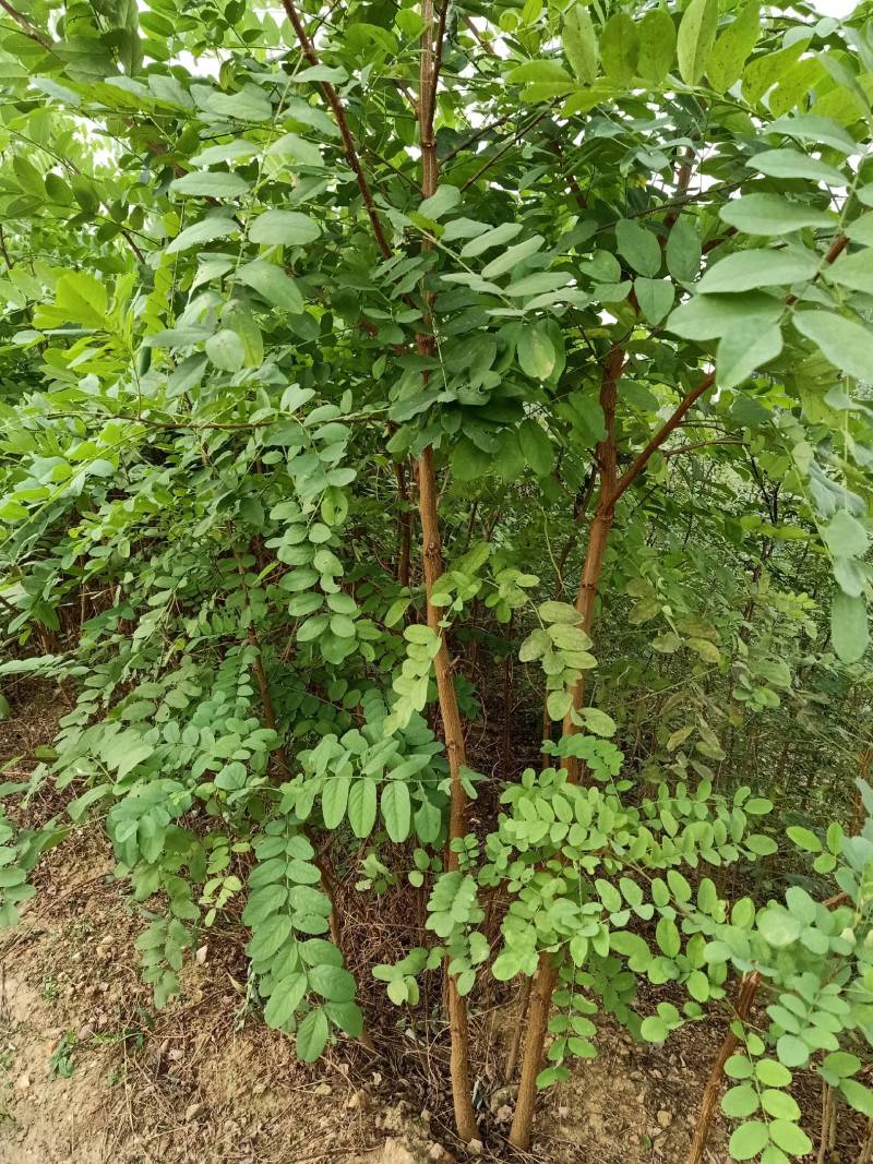 【刺槐苗，也叫槐树，开白色花穗，十分芬香生态园绿色必选。